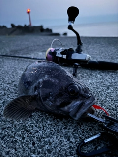 クロソイの釣果