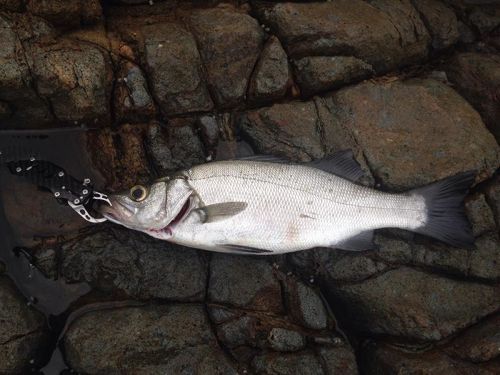 ヒラスズキの釣果