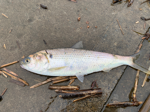 コノシロの釣果