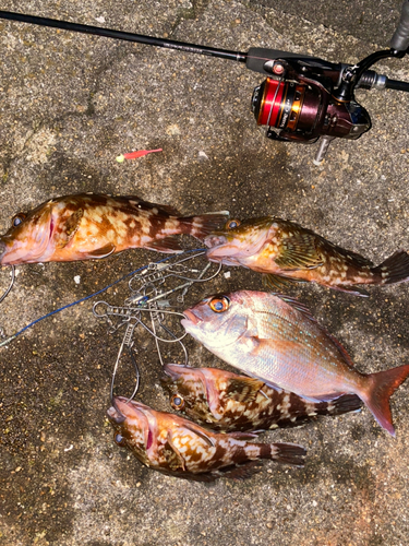 マダイの釣果