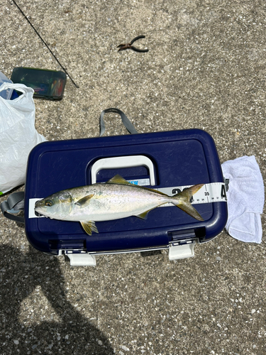 ワカシの釣果