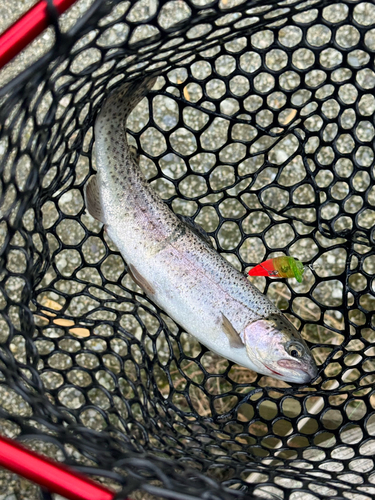 ニジマスの釣果