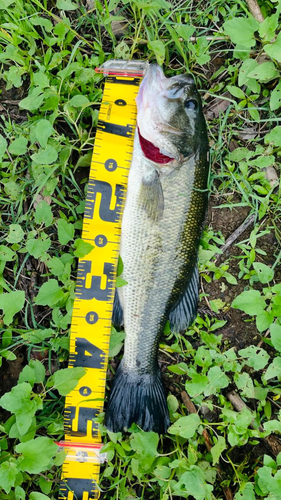 ブラックバスの釣果