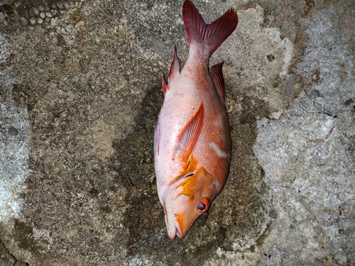 ヒメフエダイの釣果