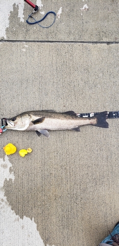 スズキの釣果