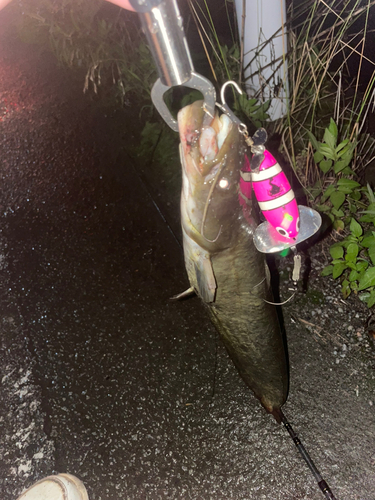 ナマズの釣果