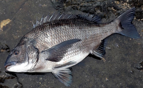 チヌの釣果