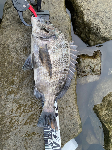 クロダイの釣果