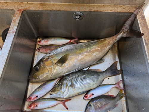 ヒレナガカンパチの釣果