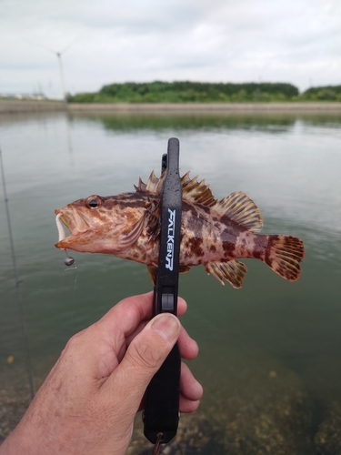 タケノコメバルの釣果