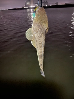 マゴチの釣果