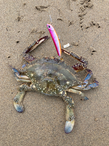 ワタリガニの釣果