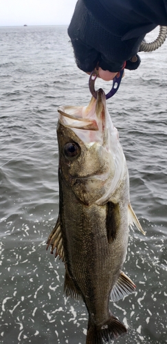 ハネ（マルスズキ）の釣果