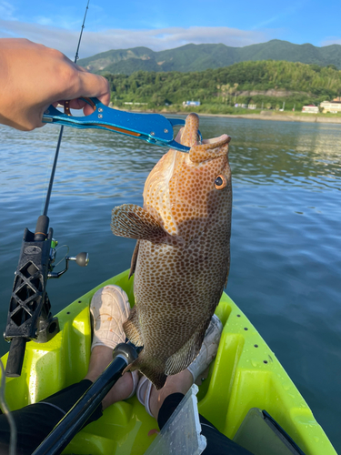 オオモンハタの釣果