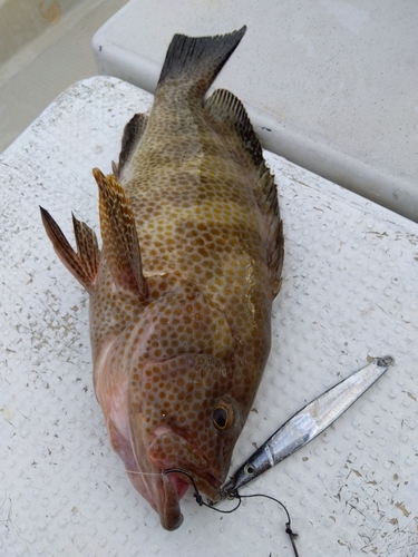 オオモンハタの釣果