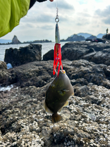 カワハギの釣果