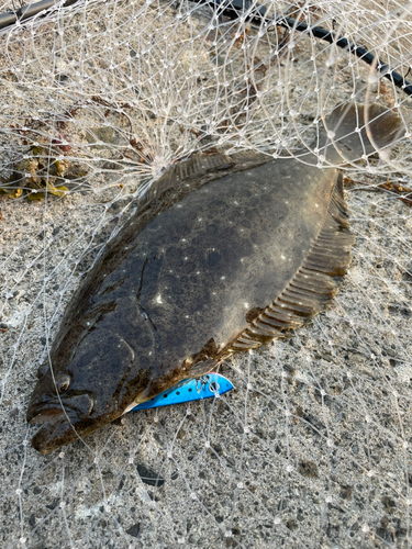 ソゲの釣果