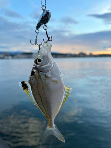 ヒイラギの釣果