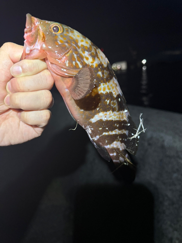 アコウの釣果