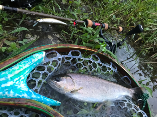 アマゴの釣果