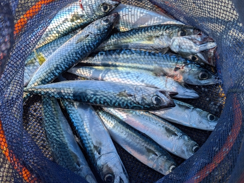 サバの釣果