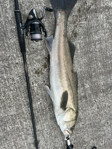 スズキの釣果