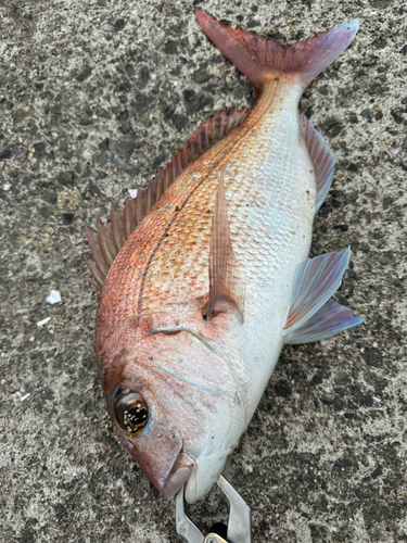 タイの釣果