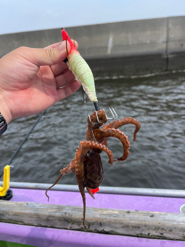 タコの釣果