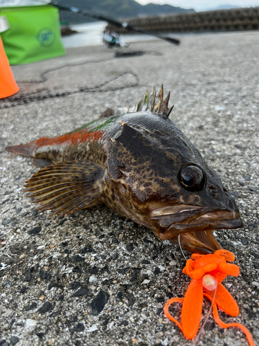 タケノコメバルの釣果