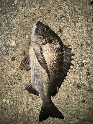 クロダイの釣果