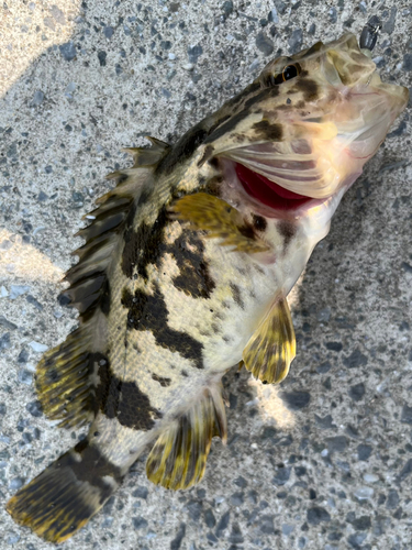 タケノコメバルの釣果