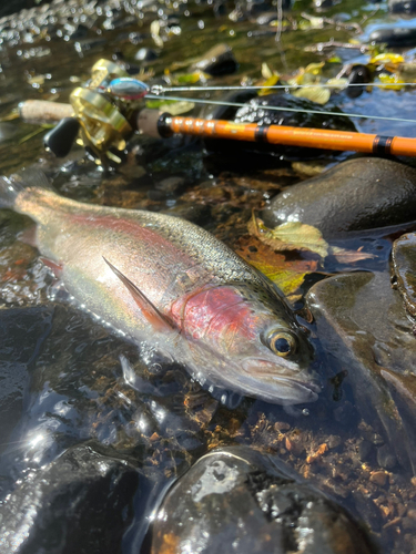 ニジマスの釣果