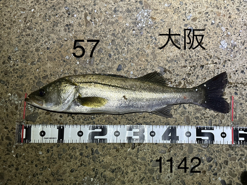 シーバスの釣果