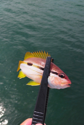 ヨコスジフエダイの釣果