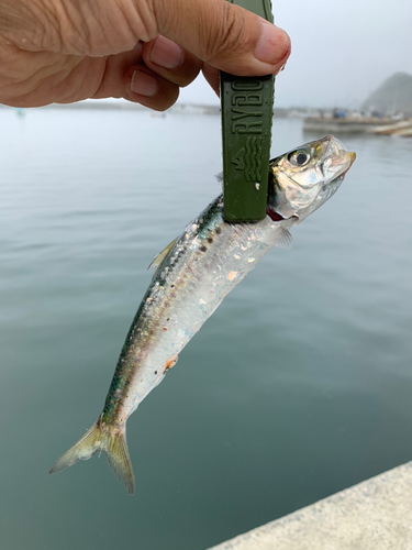 イワシの釣果