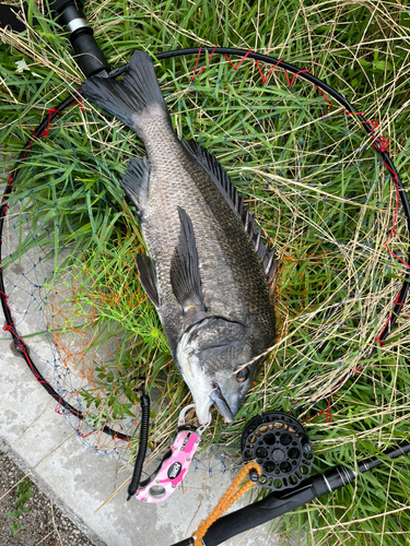 チヌの釣果