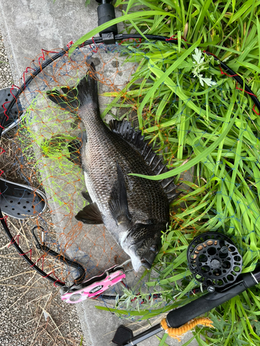 チヌの釣果