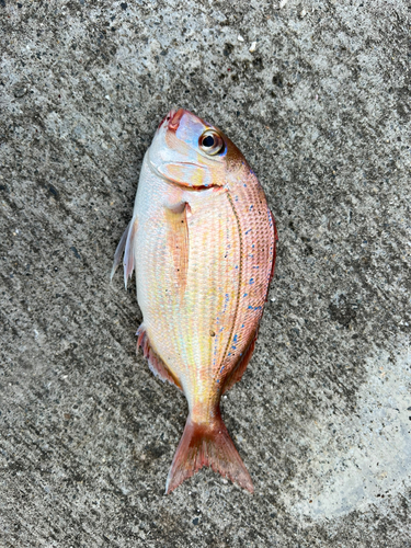 チダイの釣果