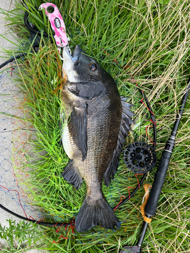 チヌの釣果