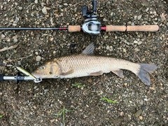 ニゴイの釣果