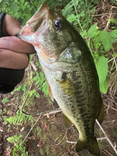 ラージマウスバスの釣果