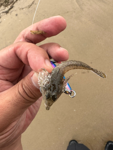 メゴチの釣果