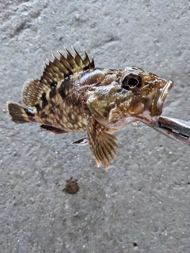 カサゴの釣果