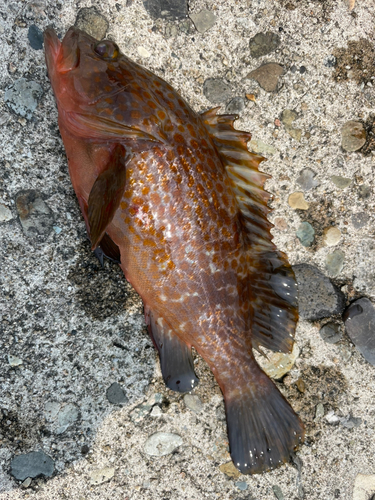 キジハタの釣果