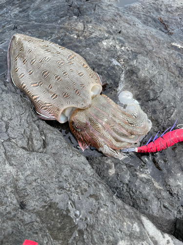 アオリイカの釣果