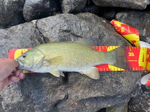 スモールマウスバスの釣果