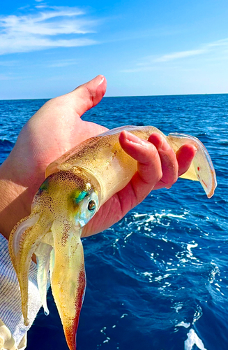 ヤリイカの釣果