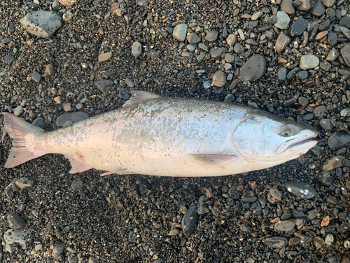 サクラマスの釣果