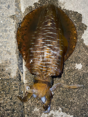 アオリイカの釣果