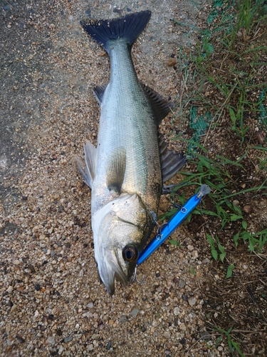 セイゴ（マルスズキ）の釣果